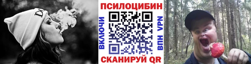 купить Тында Псилоцибиновые грибы мицелий